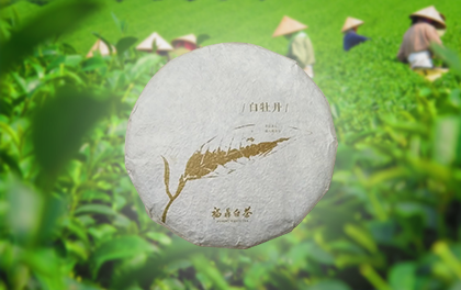 白牡丹1.png