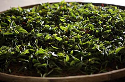 茶园风采