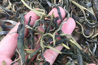 茶园风采