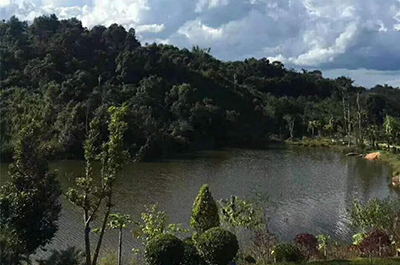 茶园风采