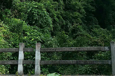 茶园 风采