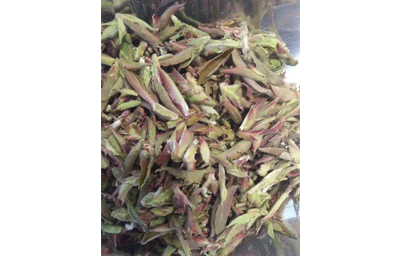 野生芽孢（散茶）