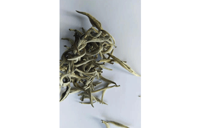 景谷大白芽